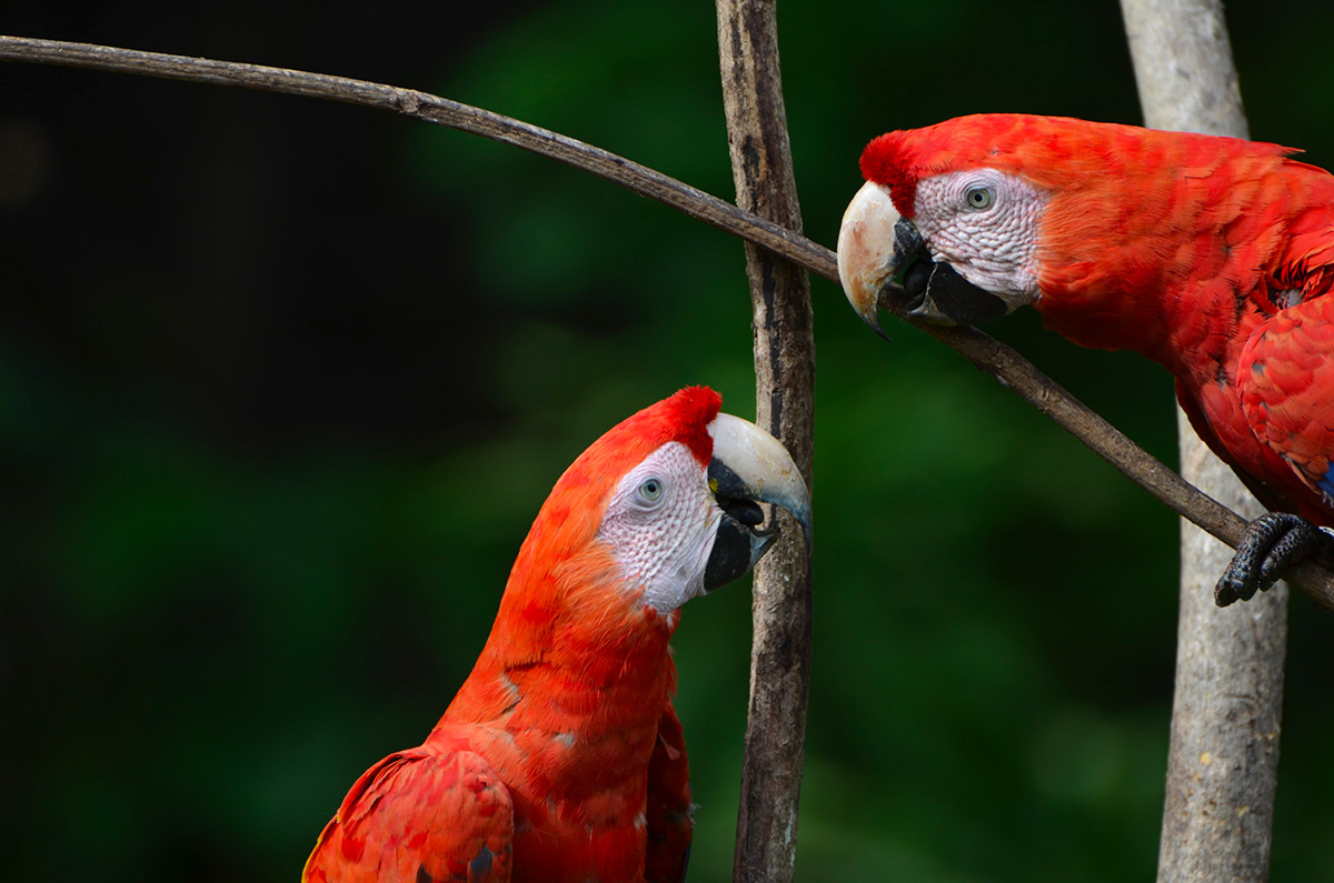 Deux aras qui se regardent amoureusement au Parc Corcovado, Costa Rica