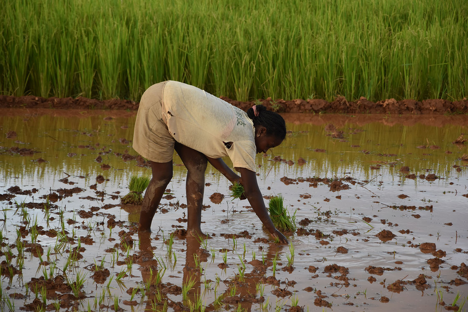 Femme qui plante du riz, Madagascar